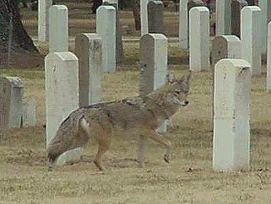 A Coyote Wanders Through Evergreen Cemetery in Tucson, Arizona